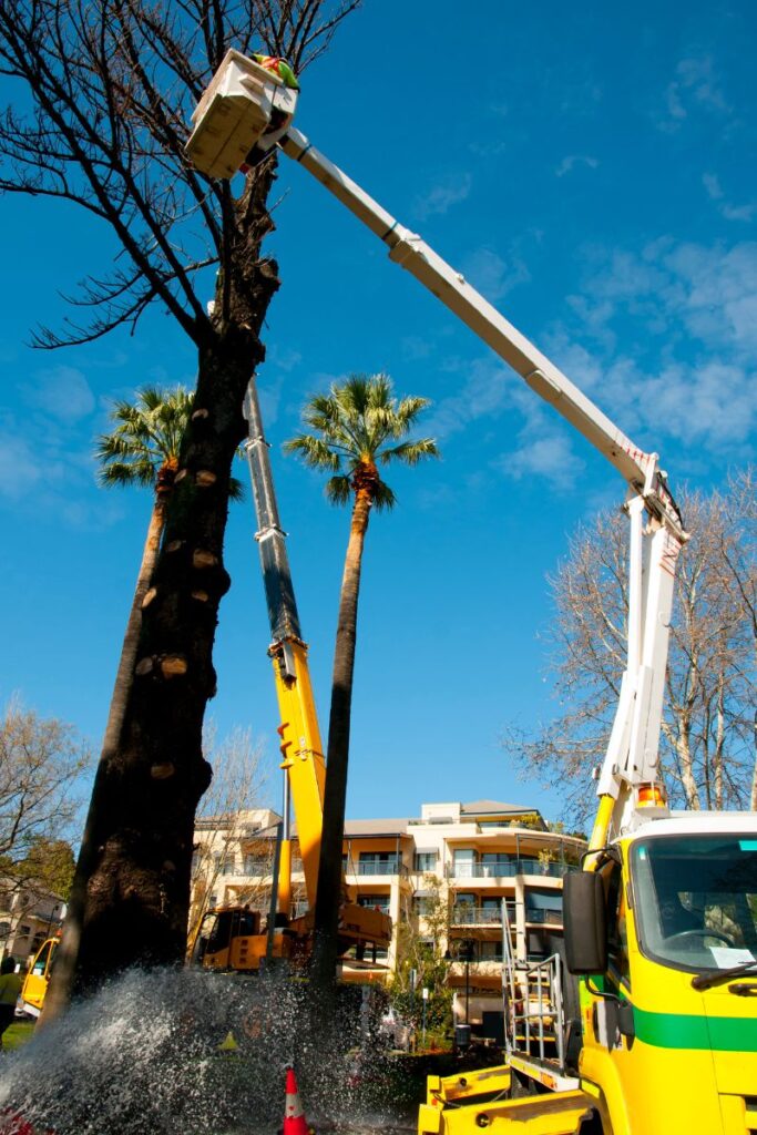 abattage arbre montpellier